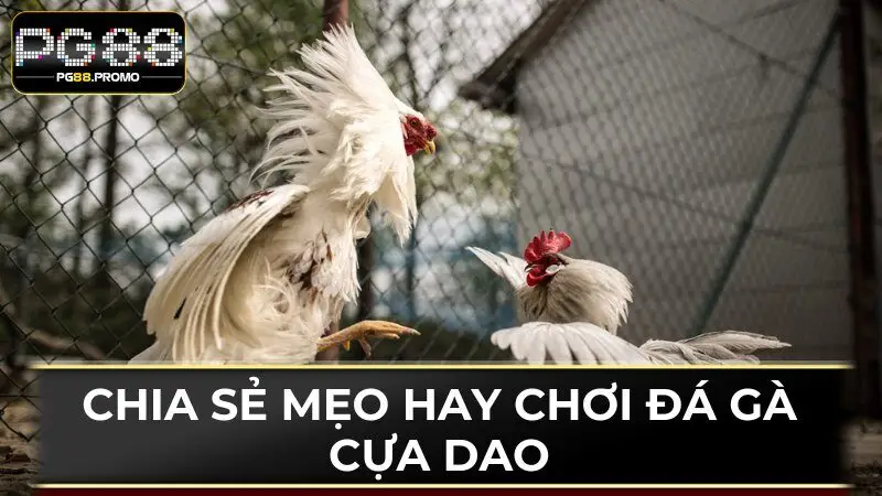 Một vài mẹo hay giúp hội viên tham gia đá gà cựa dao tốt nhất